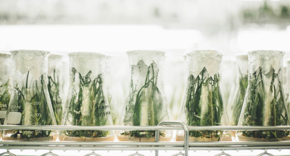 Rośliny w naczyniach laboratoryjnych. Ilustracja do tekstu o książce Lekcje chemii